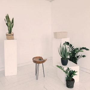 Areca Palm Plant