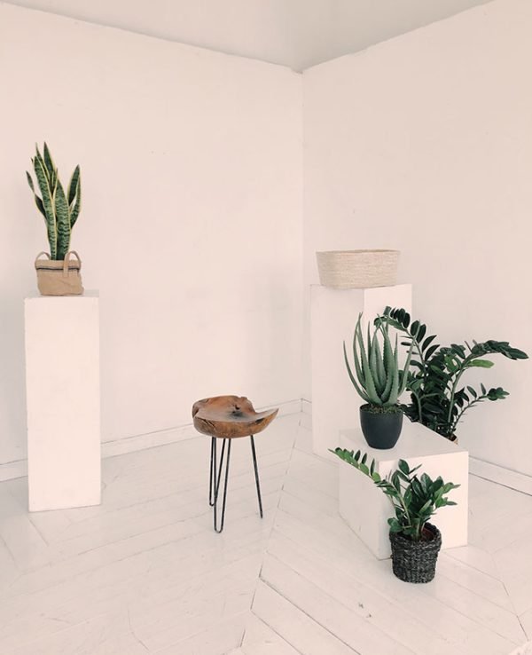 Areca Palm Plant